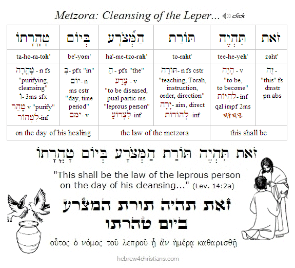 Lev. 12:2 Tazria Hebrew Analysis